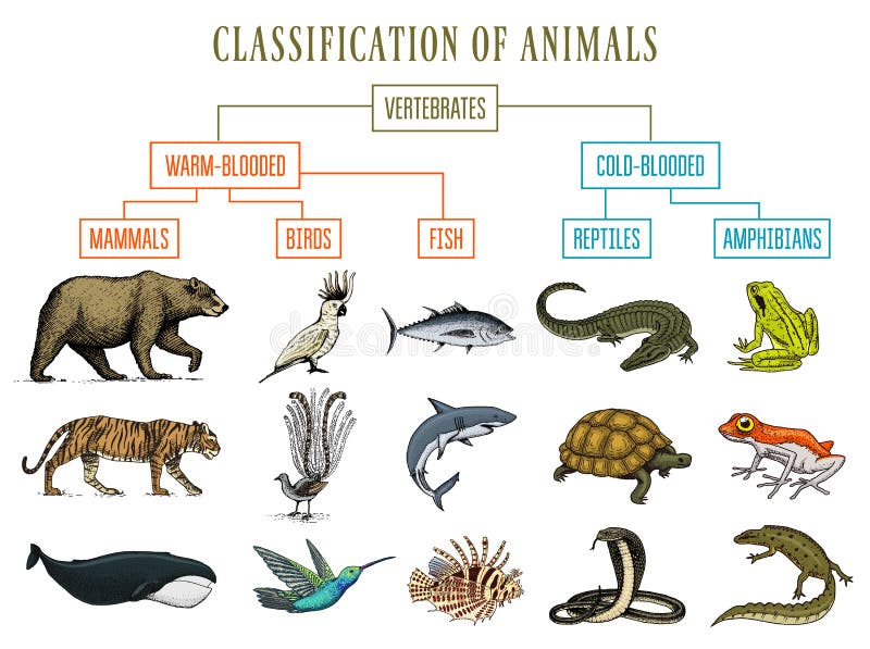 Classification of Animals. Reptiles amphibians mammals birds. Crocodile Fish Bear Tiger Whale Snake Frog. Education