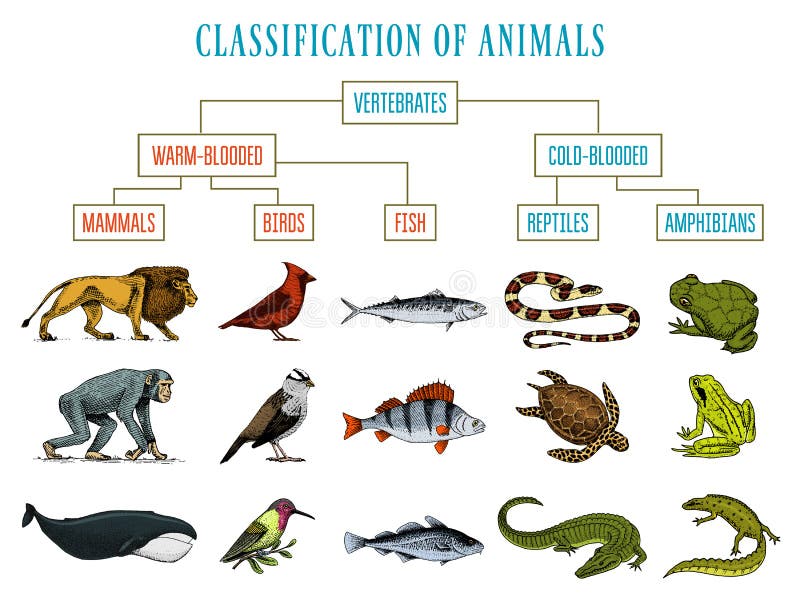 Classification of Animals. Reptiles Amphibians Mammals Birds. Crocodile  Fish Lion Whale Snake Frog Stock Vector - Illustration of fish, animal:  116831567