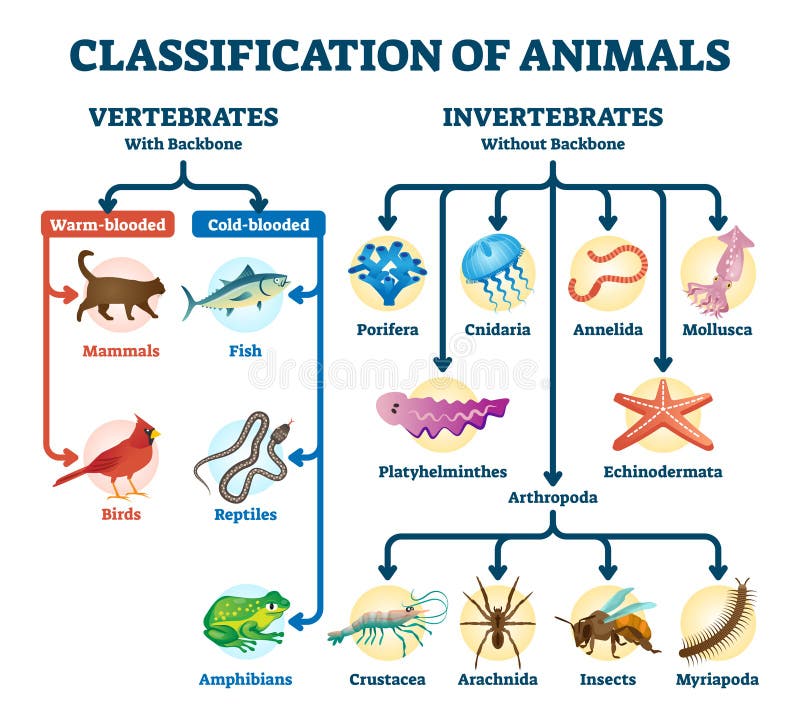 Classification of Animals Vector Illustration. Labeled Division Order  Scheme Stock Vector - Illustration of detailed, arthropoda: 177790740