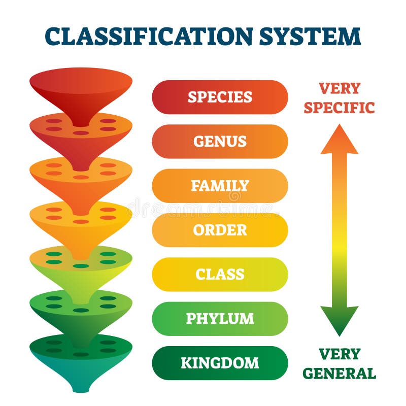 Classification system vector illustration. Labeled taxonomic rank scheme. stock illustration