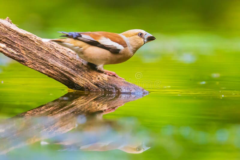 Clausura de un hermoso halcón húmedo femenino, Coccothraustes coccotracaustes beber, lavar, predecir y limpiar el agua. Cierre de un hermoso halcón húmedo femenino; Coccotracaustes coccotracaustes beber, lavar, predecir y limpiar el agua Orientación selectiva y poco punto de vista, luz solar natural