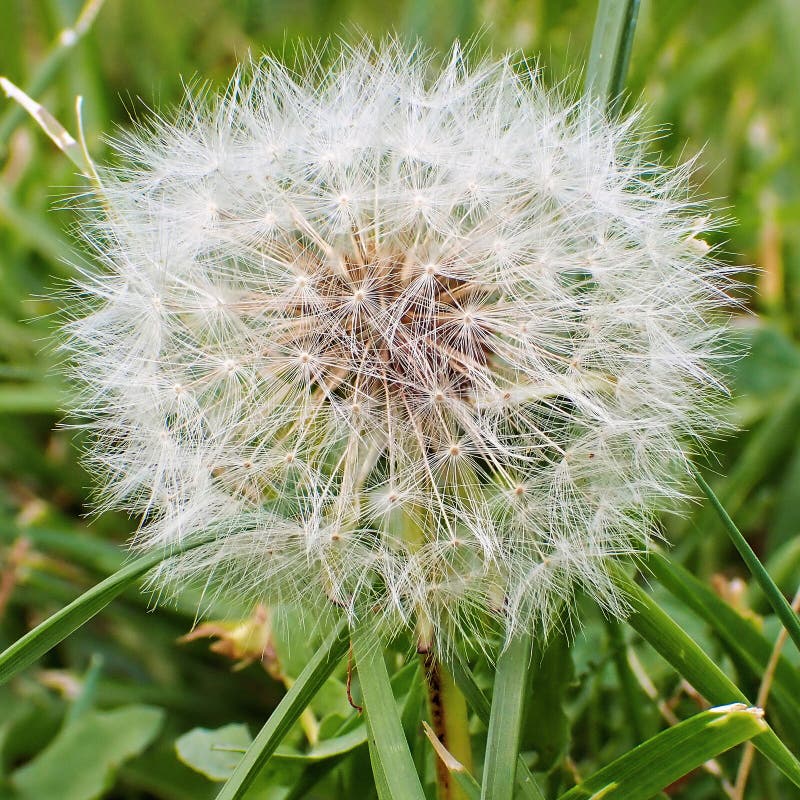 Clausura de una flor de diente de león que se va a la semilla con un fondo borroso. Cierre de una flor de diente de león en su fase semilla mostrando las delicadas semillas blancas listas para dispersarse. las hojas de color verde claro contrastan con el fondo ligeramente borroso