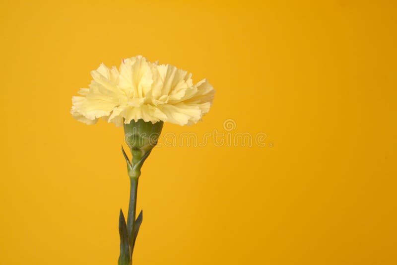 Clavel amarillo foto de archivo. Imagen de flora, jardín 685664
