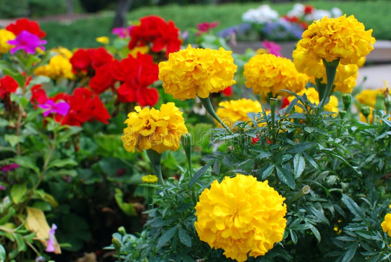 Claveles amarillos foto de archivo. Imagen de amarillo 10834772