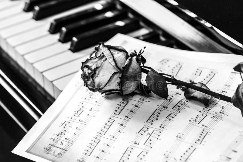 Claves de piano con rosa seca. La idea del concepto de amor a la mÃºsica, para el compositor, inspiraciÃ³n musical