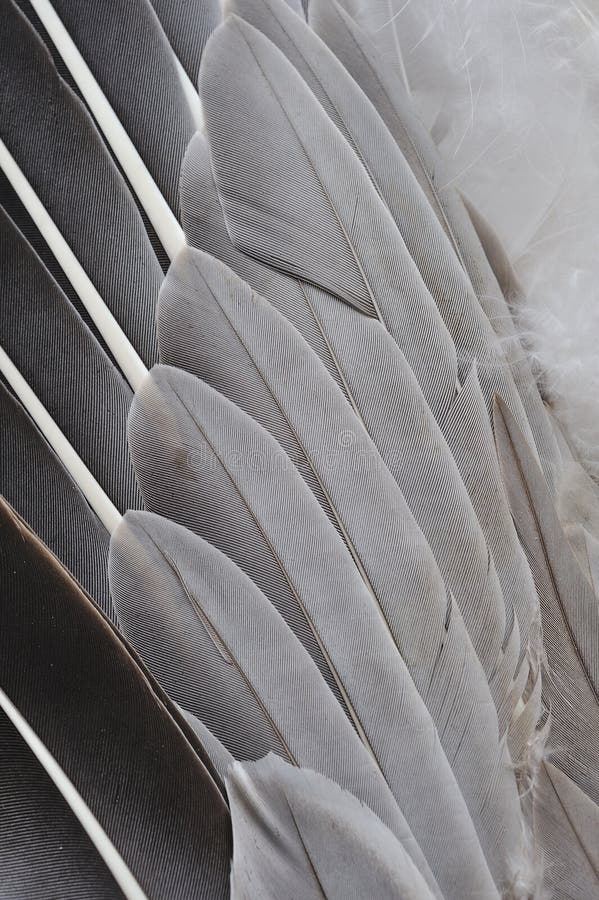 Plume images libres de droits