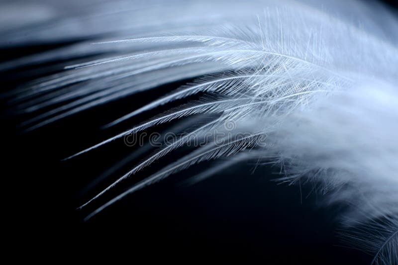 An extreme close-up / macro photograph of a detail of a soft white feather, black background. An extreme close-up / macro photograph of a detail of a soft white feather, black background.