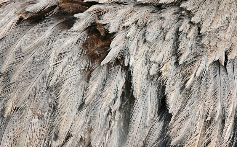 Plume d'autruche photo stock