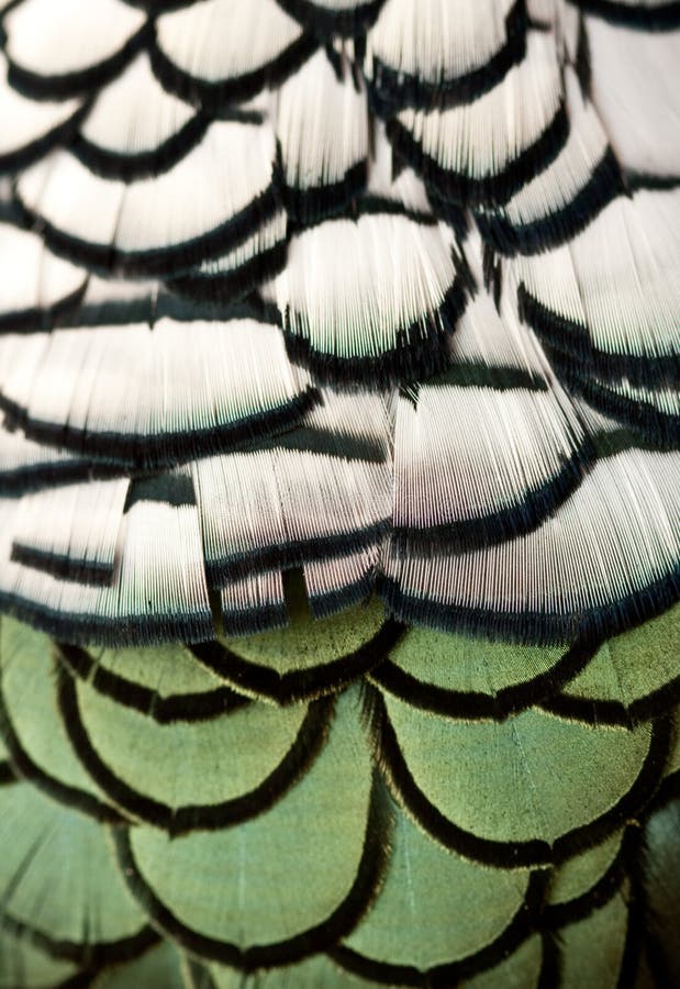 Plume de faisan photo stock