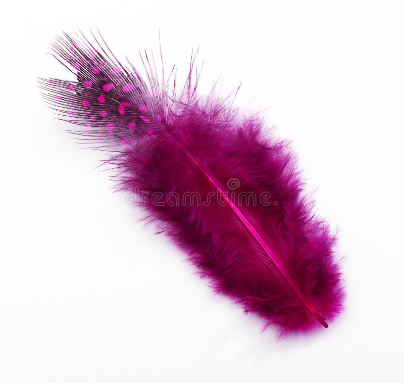 Rose feather on white background. Rose feather on white background
