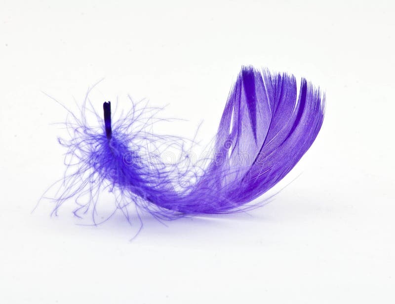 Purple feather isolated on white. Purple feather isolated on white