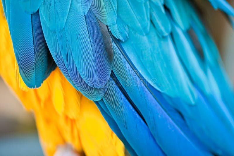 Plumes bleues et jaunes image stock