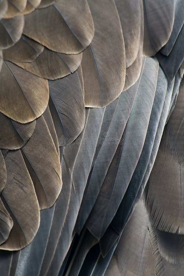 Plumes d'un aigle photo libre de droits