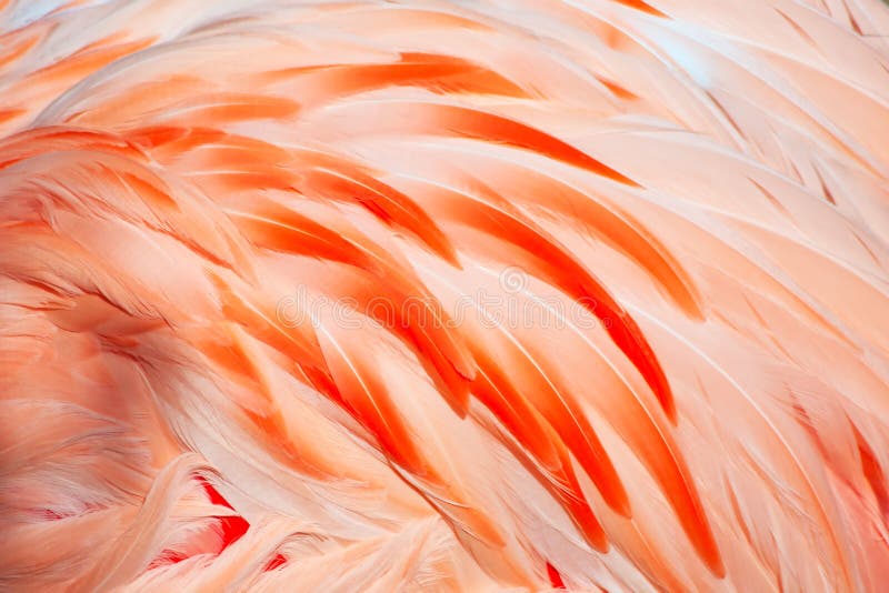 Plumes de flamant rose photos stock