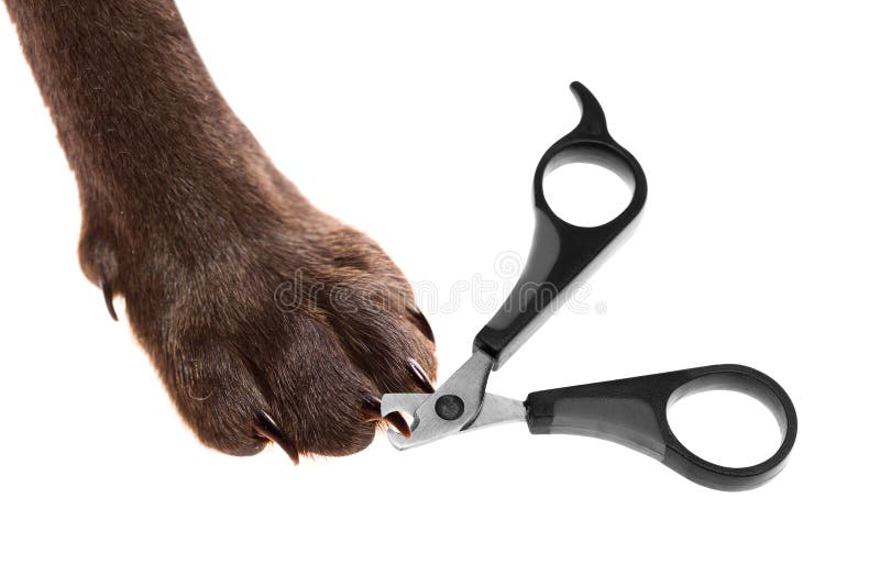 Claw scissors and a paw with claws