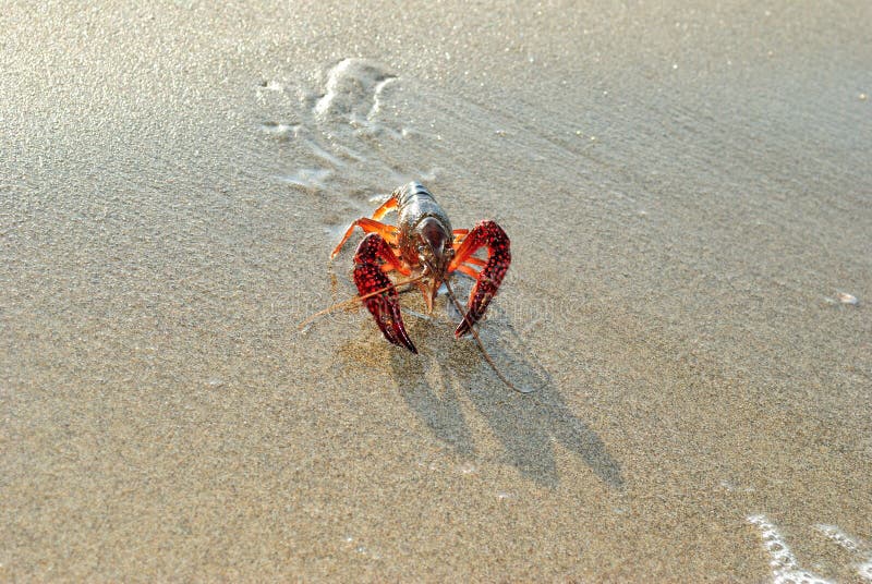 Clawed lobster alive on a beach