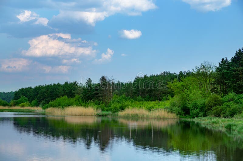 Clean Lake in Green Spring Summer Forest Stock Photo - Image of blue ...