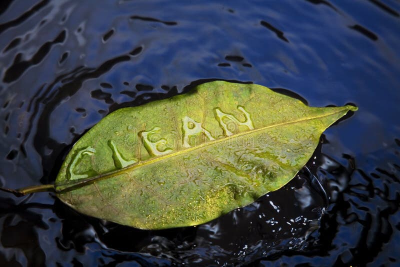 Clean Leaf stock images