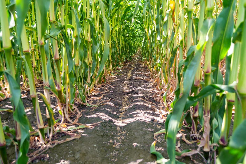 Green Stalks and Heads of Silage Corn in the Field Stock Photo Image
