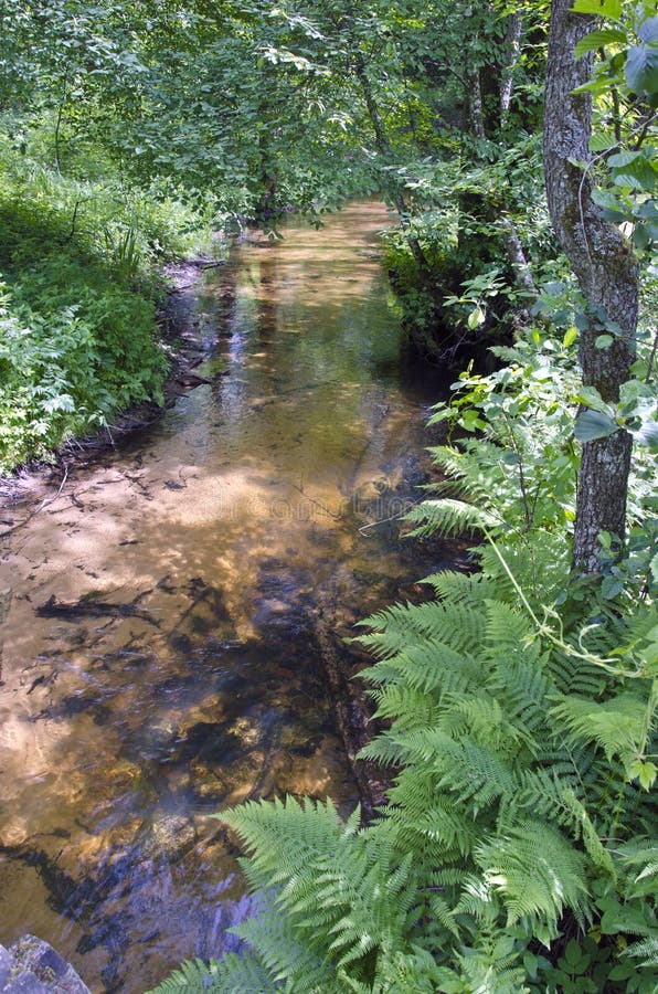 Clean Summer Forest River Landscape Stock Photo Image of natural