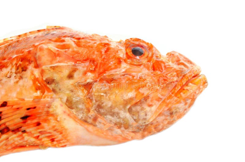 Cleaned and Ready To Cook Fresh Red Fish, Iskorpit Fish Stock Photo