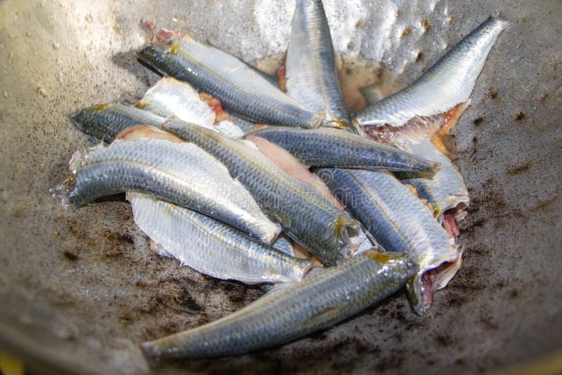 Sardinella fish in a fishing net - Stock Image - C010/9214