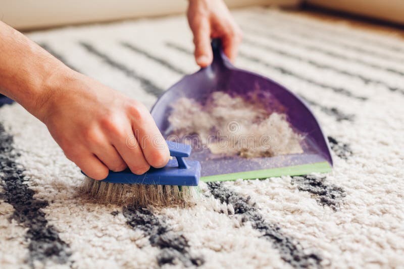 Cleaning Carpet from Cat Hair with Brush at Home. Man Cleans Dirty Rug Puts Animal Fur in Scoop. Housekeeping Stock Image - Image of dirty, broom: 176257481 Cleaning Carpet from Cat Hair with Brush at Home. Man Cleans Dirty Rug Puts Animal Fur in Scoop. Housekeeping Stock Image - Image of dirty, broom: 176257481