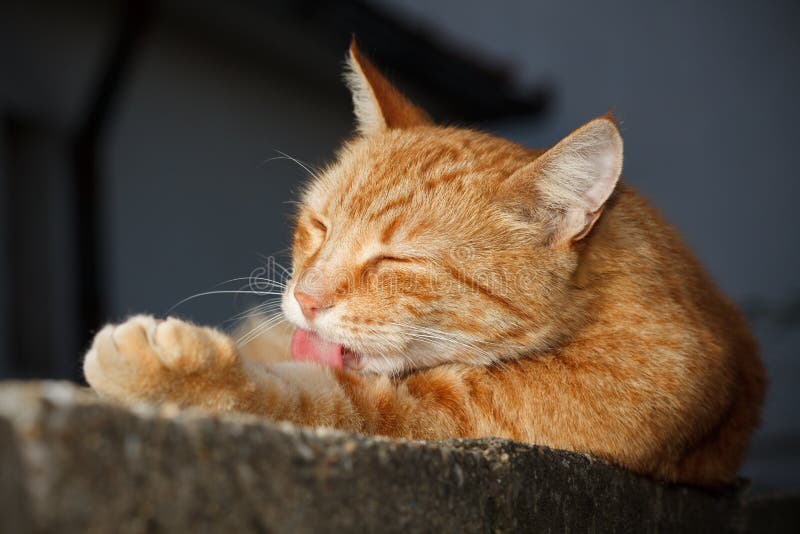 Cleaning Cat stock image. Image of licking, pets, body 58474421
