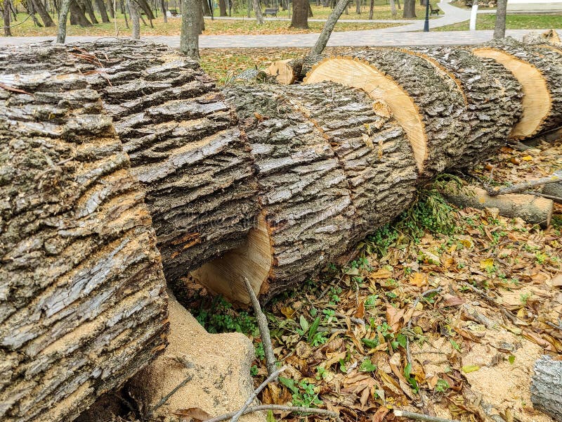 https://thumbs.dreamstime.com/b/cleaning-city-park-old-trees-trunk-poplar-tree-sawn-pieces-preparation-wood-chopping-firewood-large-logs-287342979.jpg