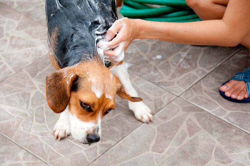 Cleaning dog stock photo. Image of taking, breed, pets 22727328