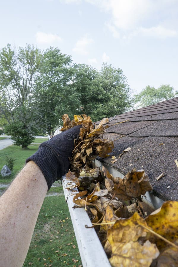 Cleaning Dry Leaves Out Of A Gutter stock images