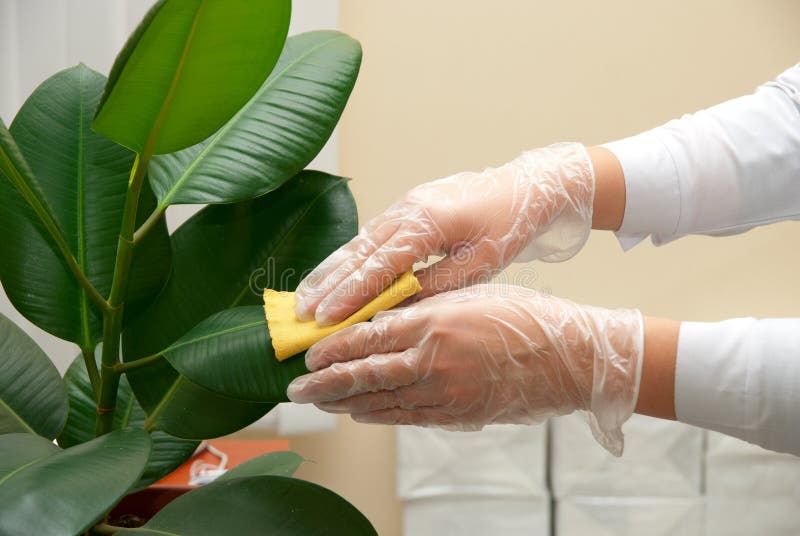 Cleaning ficus. Girl at gloves cleaning ficus plant by wet sponge stock photography