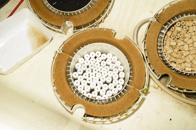 Cleaning the Filter for the Aquarium Stock Photo Image of aquarium
