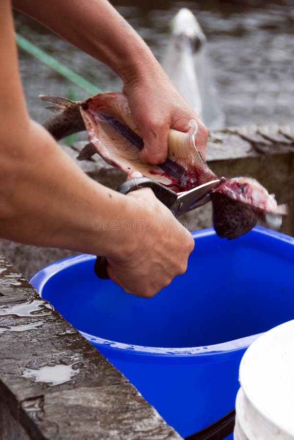 Cleaning fish stock photo. Image of head, guts, lunch 10544080