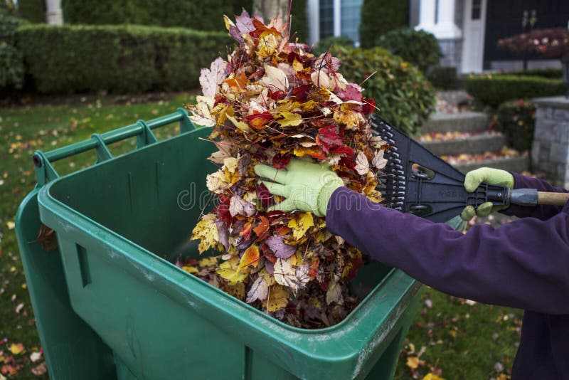 Cleaning Front Yard during Autumn stock images