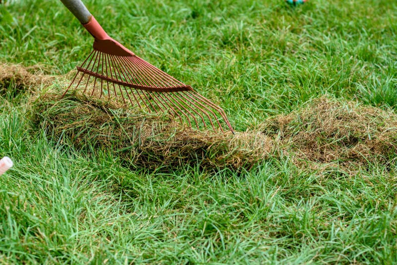 Cleaning the Grass with a Fan Rake after Mowing Stock Image Image of