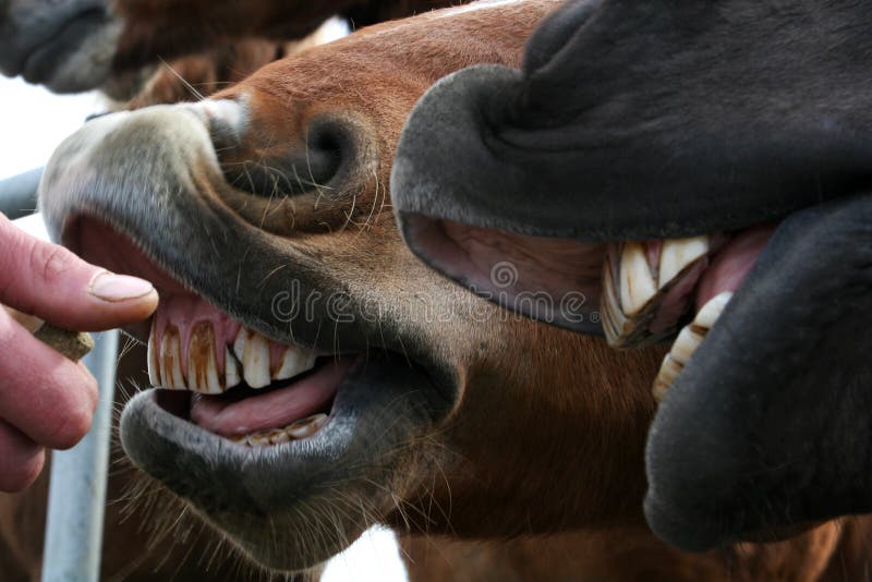 Horse Nosebleeds: A Cause for Concern Horse facts, Horses, Animals
