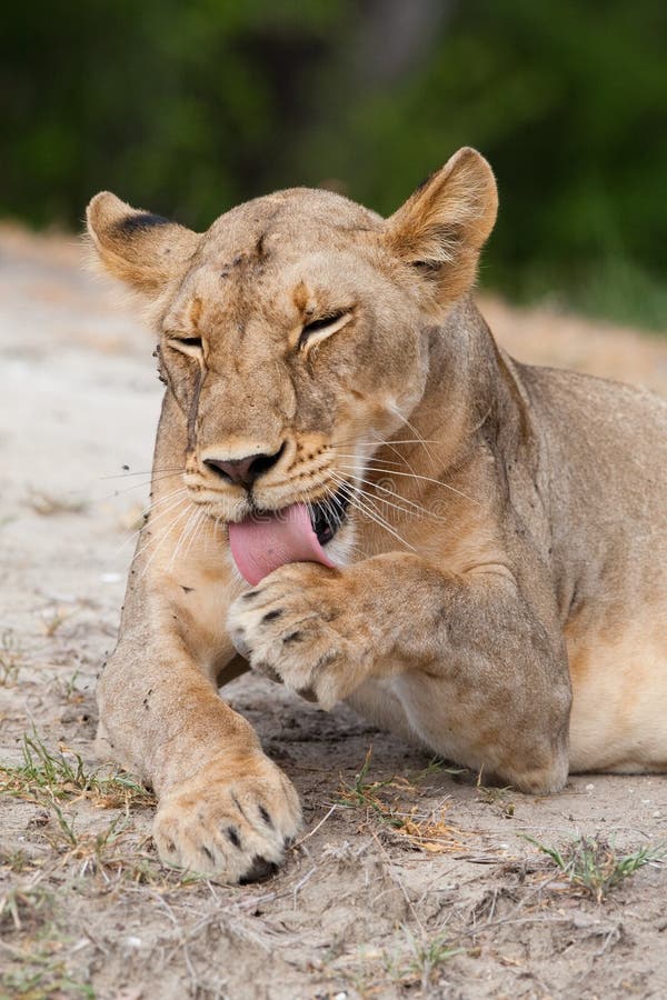 Cleaning lioness
