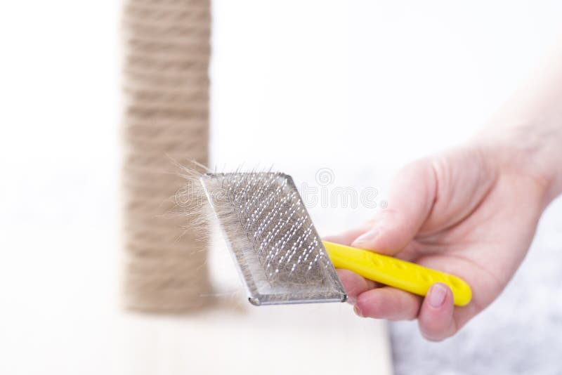 Download 253 Pet Hair Remover Photos Free Royalty Free Stock Photos From Dreamstime