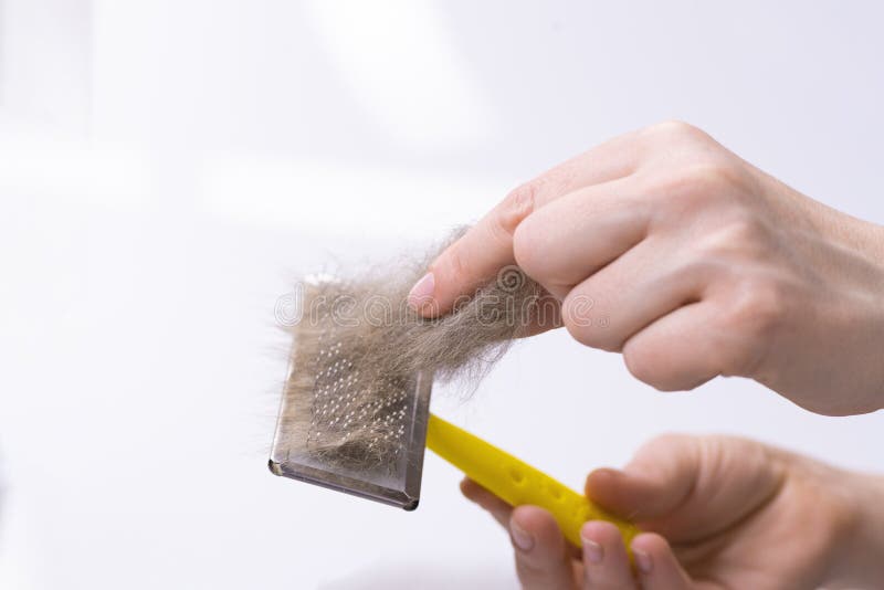 Download 297 643 Pet Hair Photos Free Royalty Free Stock Photos From Dreamstime