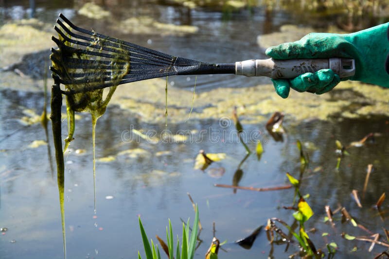https://thumbs.dreamstime.com/b/cleaning-pond-spring-time-43027512.jpg