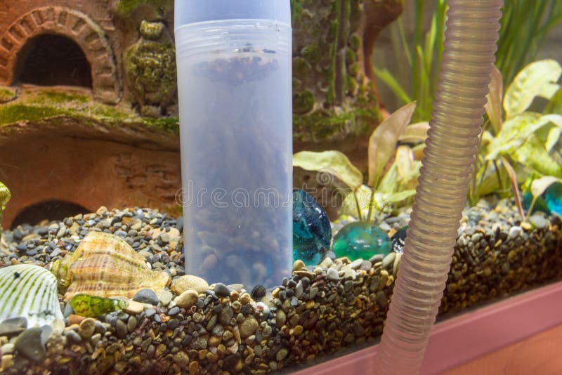 Cleaning the Soil in the Aquarium with a Siphon Stock Image Image of
