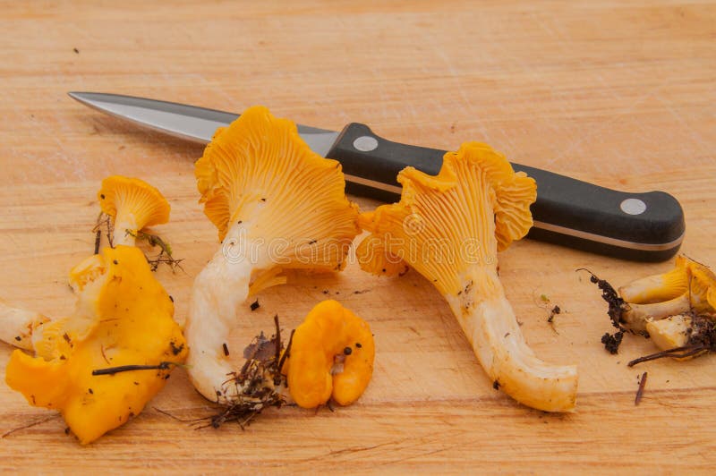 Cleaning up chanterelles stock photo. Image of vegetarian 33057606
