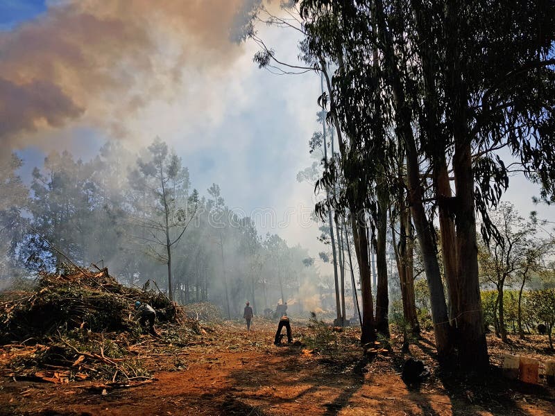 Cleaning Up a Forest and Making Fires To Burn the Garbage Stock Photo