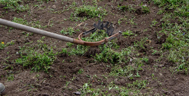 Cleaning Weeds on the Farm, Vegetable Garden Garden Stock Image - Image ...