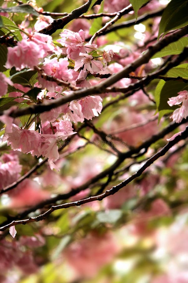 Clear Cherry Blossom detail stock photography