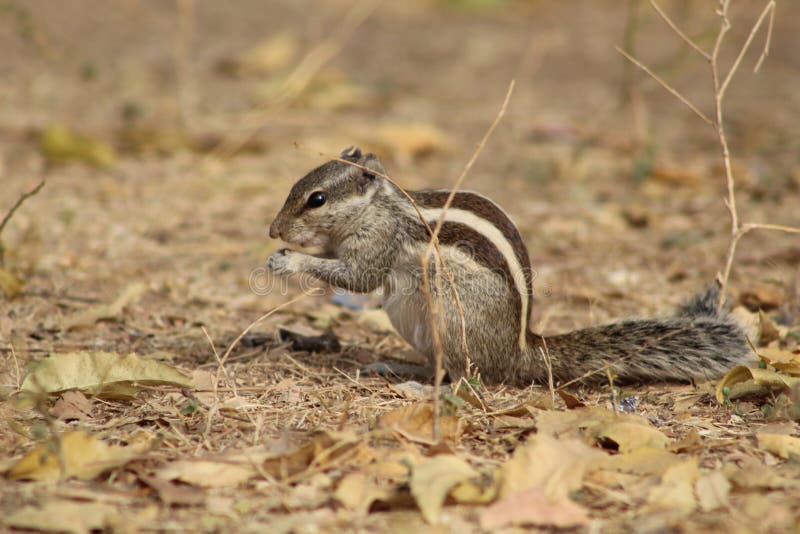 Clear and close shots of squirrel behind nature royalty free stock photo