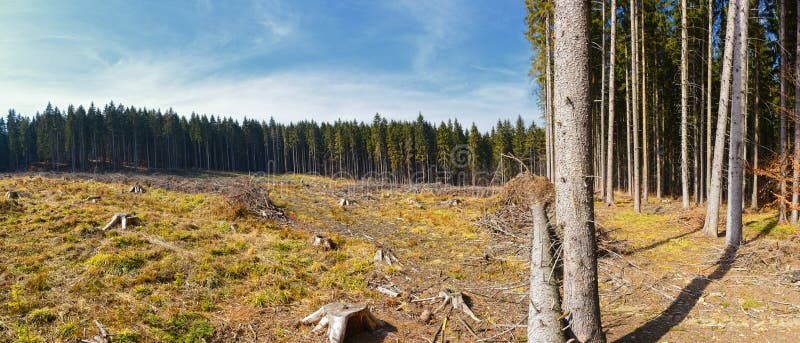 Clear-Cutting of a Pine Forest Stock Photo - Image of country, energy ...