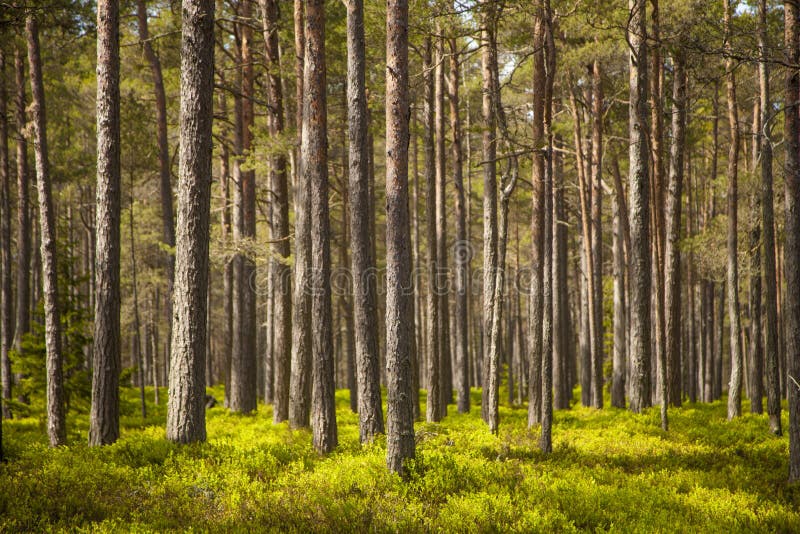 Clear pine forest stock photo
