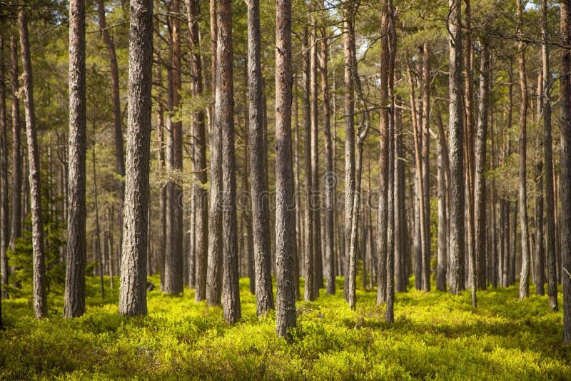 Clear pine forest